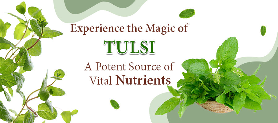 tulsi nutritonal value, uses and its benefits