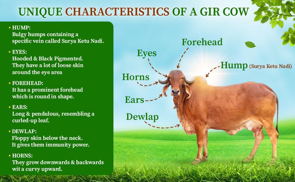 what is gir cow
