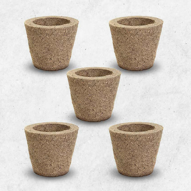 Indoor plants- small cow dung pots