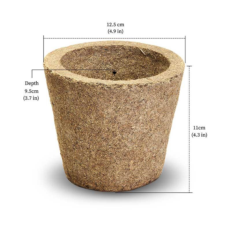 Indoor plants - big cow dung pots 