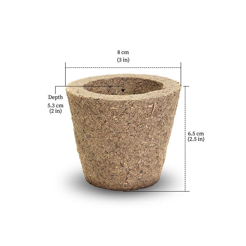 Indoor plants - small cow dung pots 